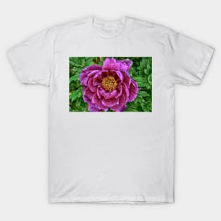 Japanese Tree Peony T-Shirt